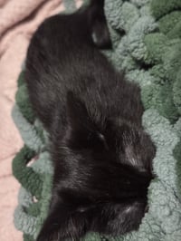 Baby Spicey - Photo 3