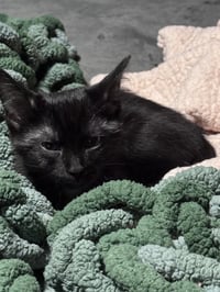Baby Spicey - Photo 5