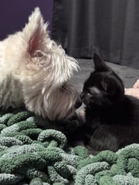 Baby Spicey - Photo 4