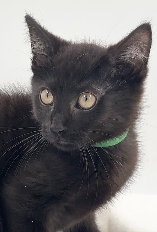Kitten AJ Image