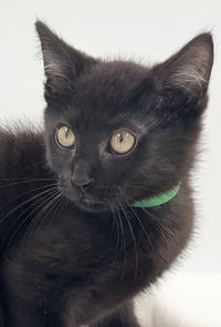 Kitten AJ - Photo 1