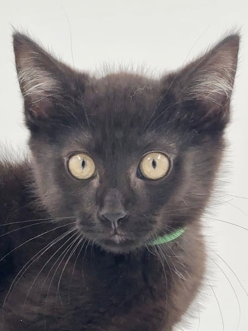 KITTEN AJ - Domestic Short Hair available for adoption