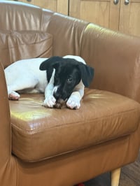 Puppy Nellie - Photo 2