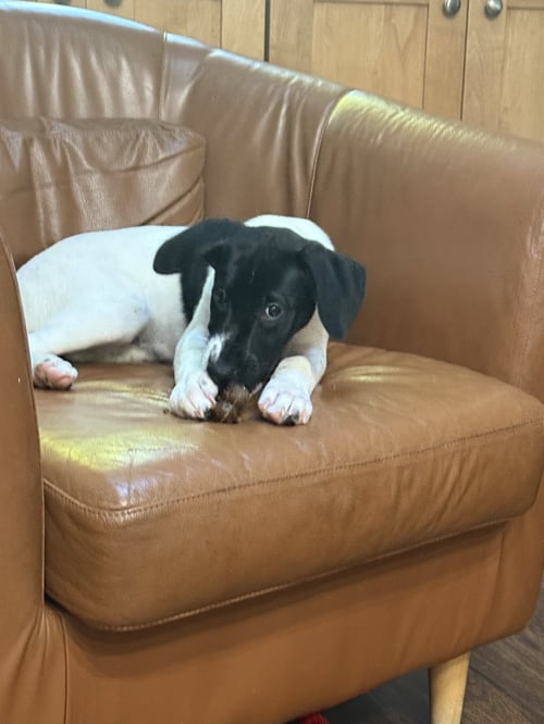 PUPPY NELLIE - German Shorthaired Pointer available for adoption