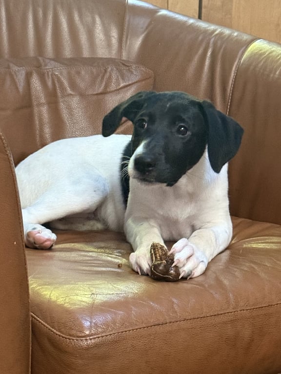 Puppy Nellie Image