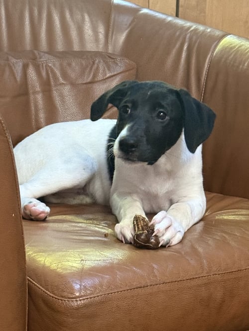 PUPPY NELLIE - German Shorthaired Pointer available for adoption