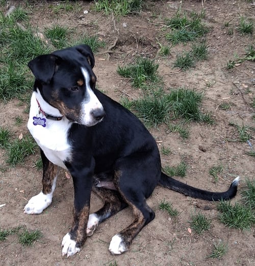 JOEY PUP - Labrador Retriever / Australian Shepherd available for adoption