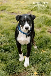 Joey Pup - Photo 1