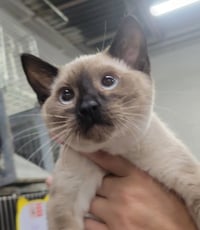 Kitten Binder - Photo 2