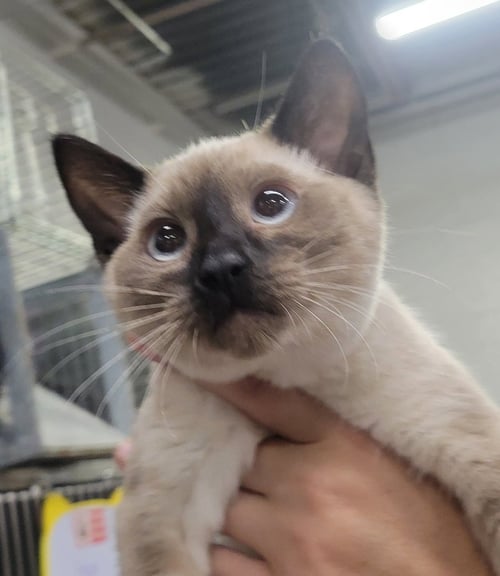KITTEN BINDER - Siamese available for adoption