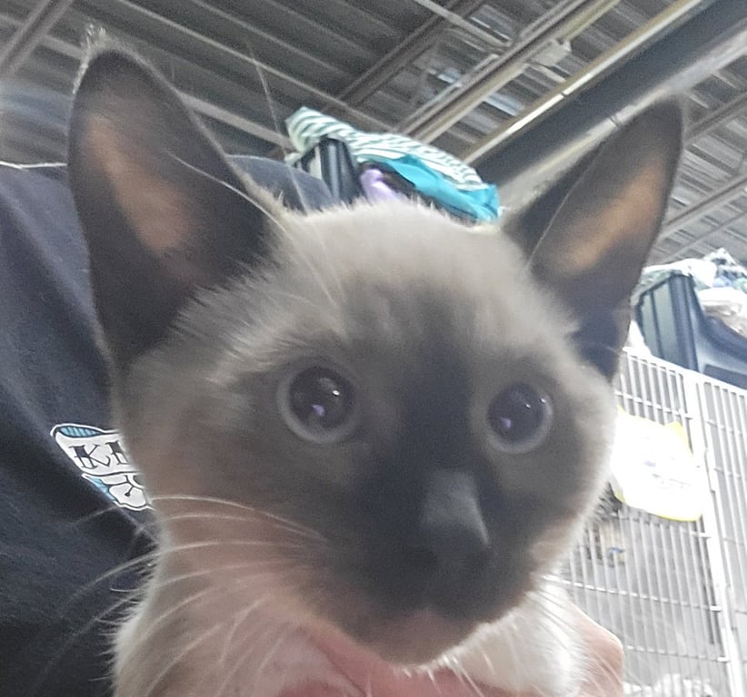 Kitten Binder Image