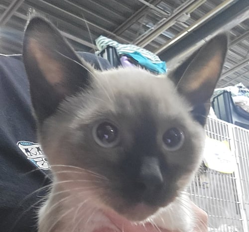 KITTEN BINDER - Siamese available for adoption