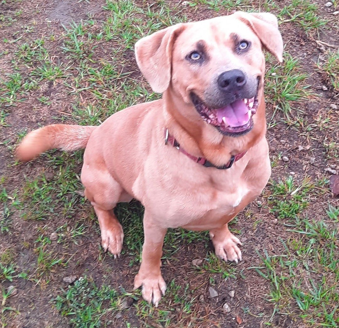 MELLOW (HAS A VIDEO!!) - Labrador Retriever / Hound available for adoption