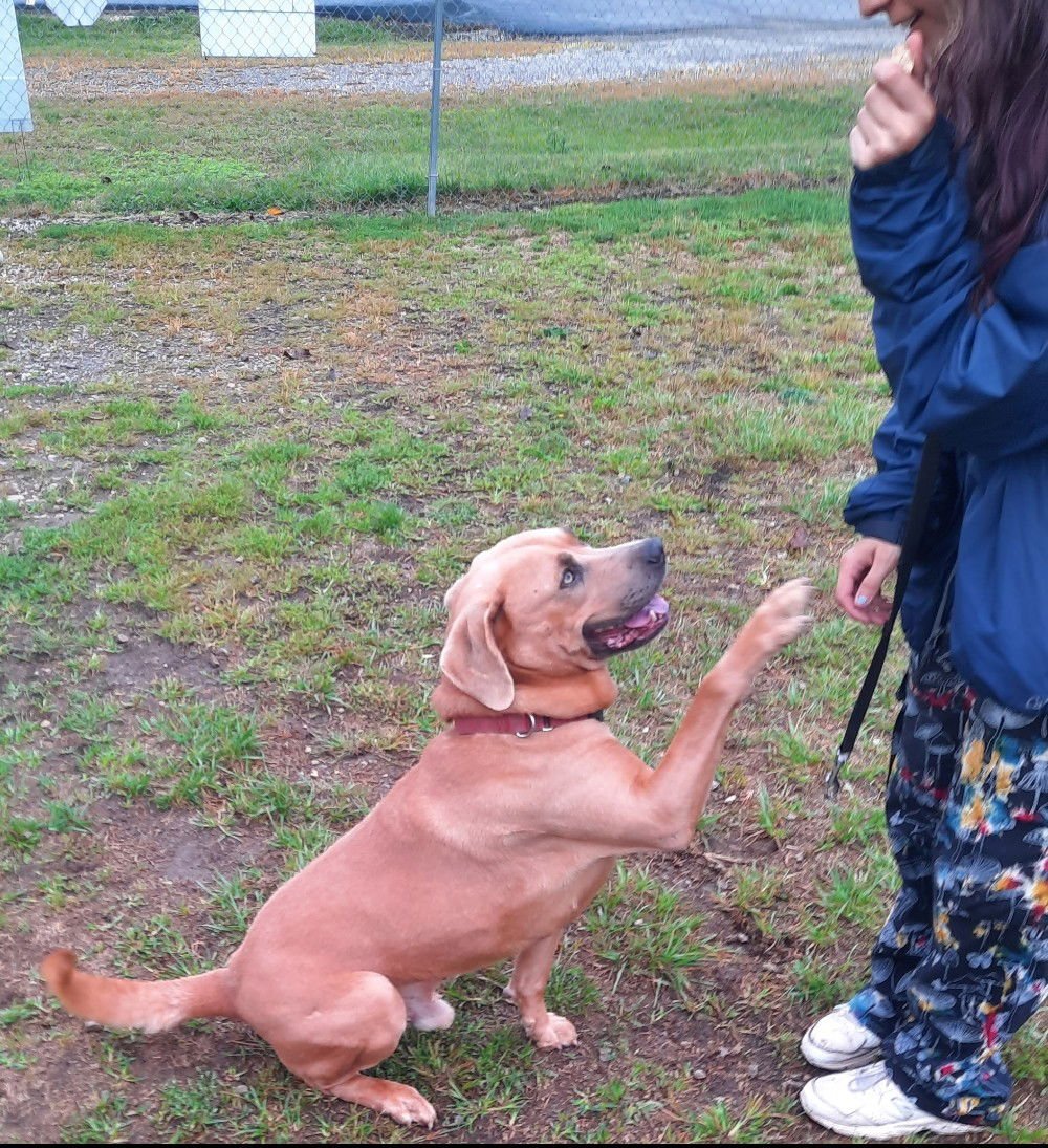 MELLOW (HAS A VIDEO!!) - Labrador Retriever / Hound available for adoption