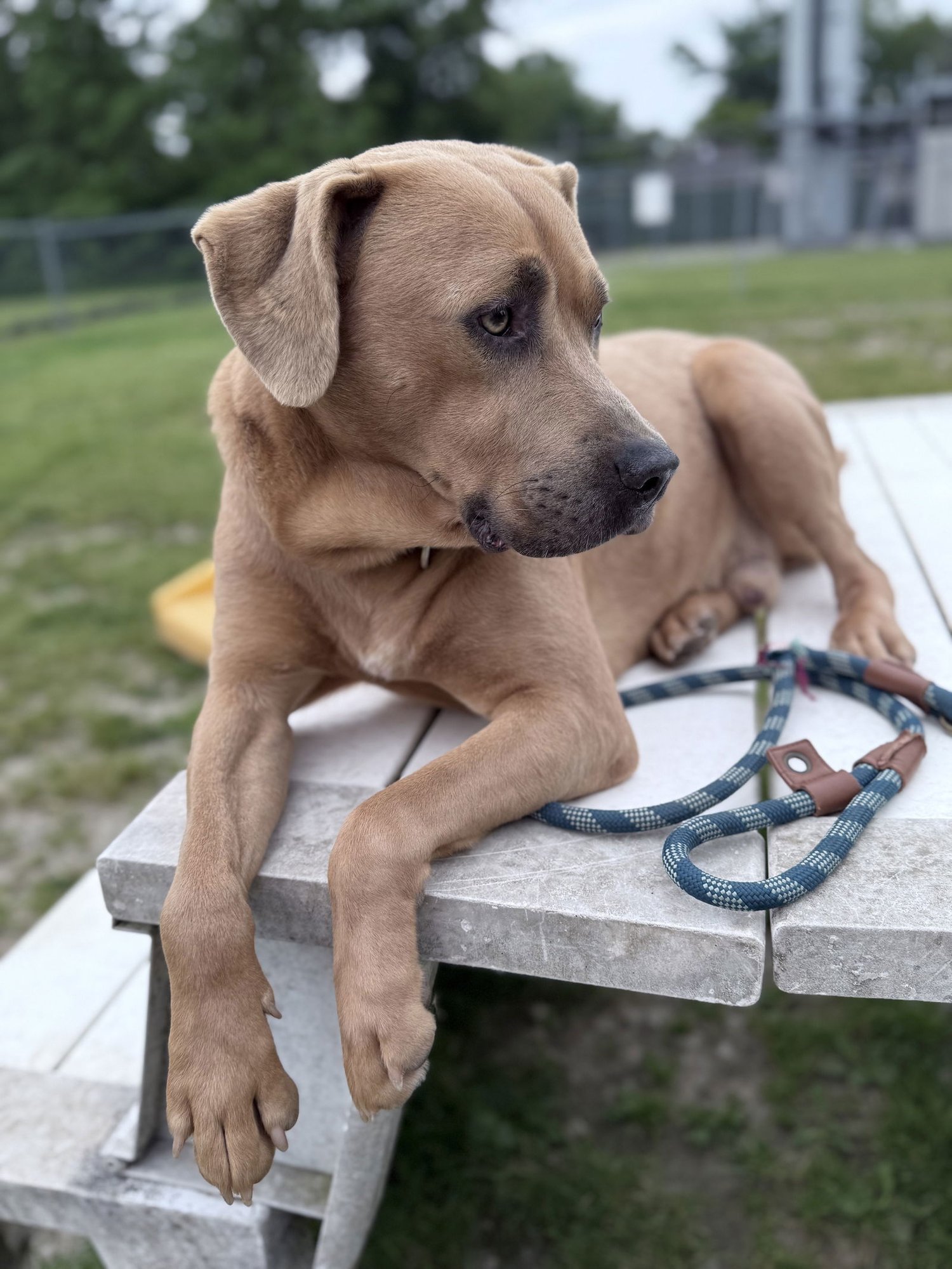 Mellow (has a video!!) - Photo 4