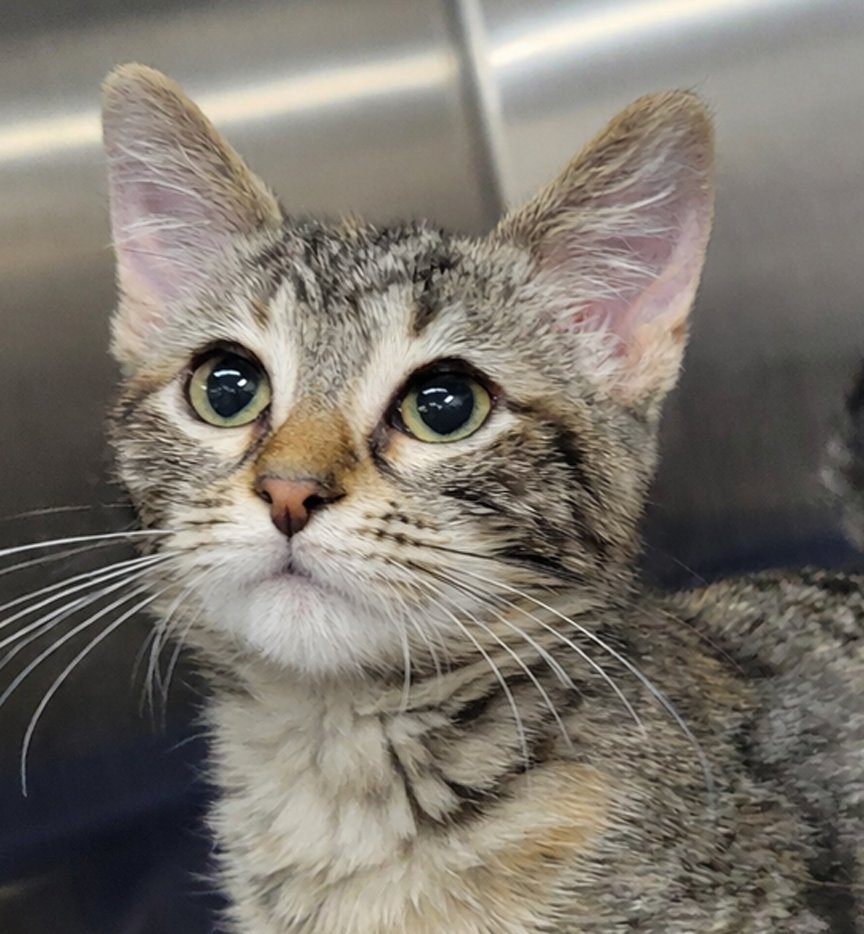 KITTEN FRUIT SNACK - Domestic Short Hair / Tabby available for adoption