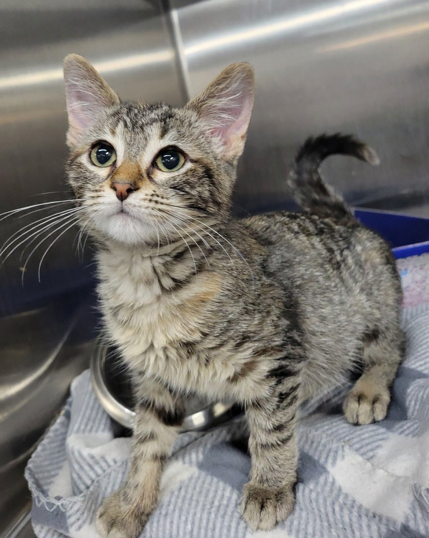 KITTEN FRUIT SNACK - Domestic Short Hair / Tabby available for adoption