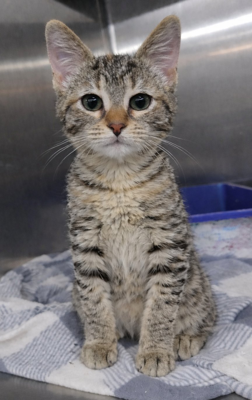 Kitten Fruit Snack - Photo 3