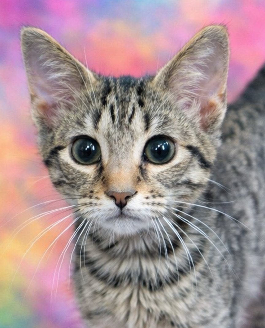KITTEN CRIBBAGE - Domestic Short Hair / Tabby available for adoption