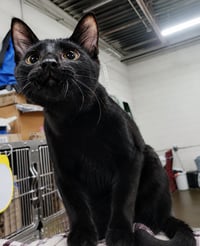 Kitten Oakley - Photo 3