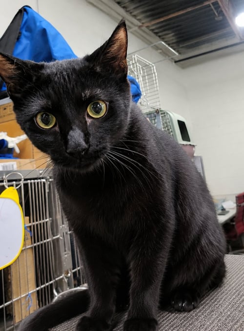 KITTEN OAKLEY - Domestic Short Hair available for adoption