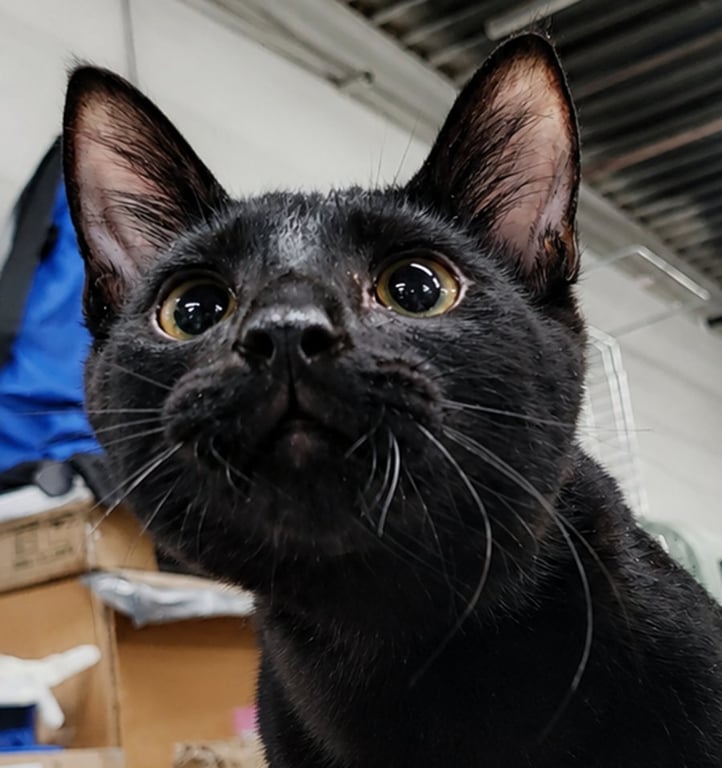 Kitten Oakley Image