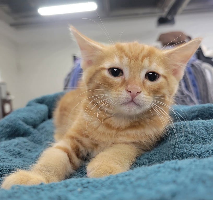 Kitten Crest Image