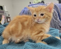 Kitten Crest - Photo 2