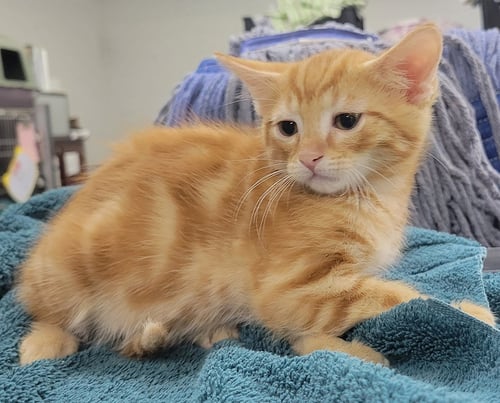 KITTEN CREST - Domestic Short Hair available for adoption