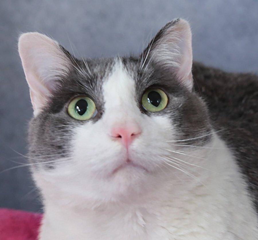 JIMMY NEUTRON - Domestic Short Hair available for adoption