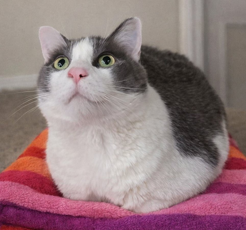 JIMMY NEUTRON - Domestic Short Hair available for adoption