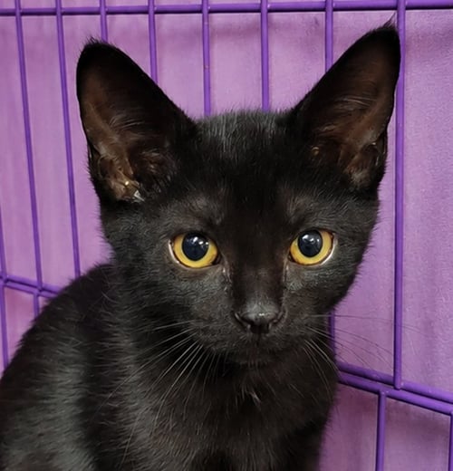 KITTEN CHOMPS - Domestic Short Hair available for adoption