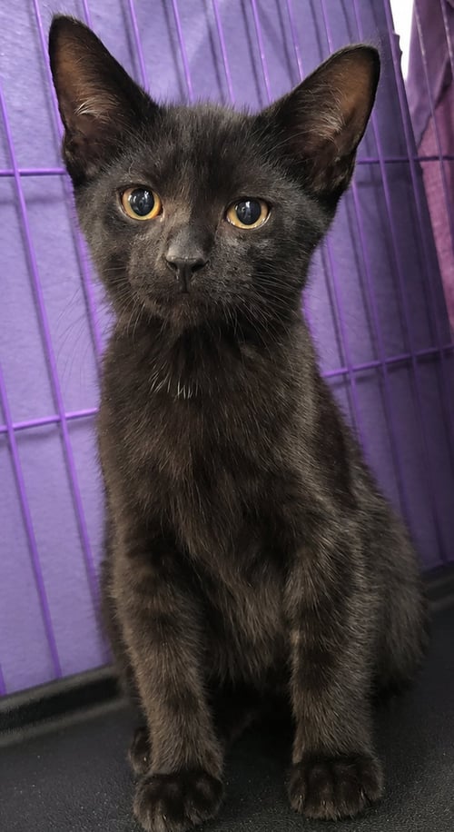 KITTEN CHOMPS - Domestic Short Hair available for adoption