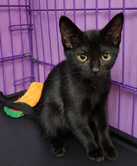Kitten Chomps - Photo 3