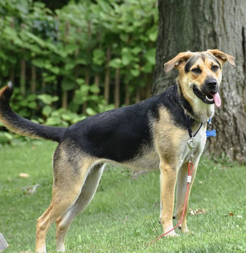 DANI CALIFORNIA - Shepherd / Hound available for adoption