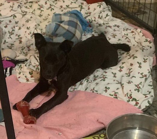 MORNING PUPPY - Border Collie / Chihuahua available for adoption