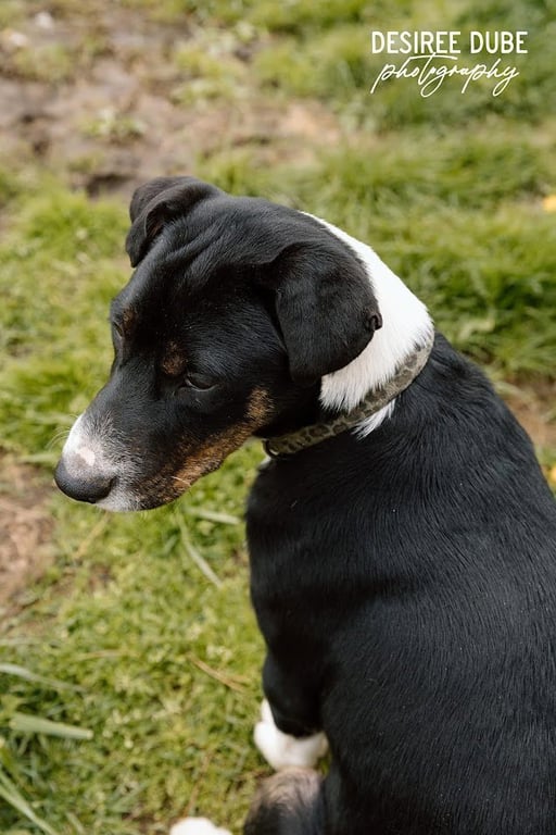 Jacob Puppy Image