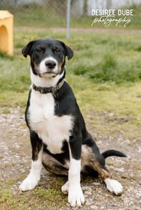 Jacob Puppy - Photo 2