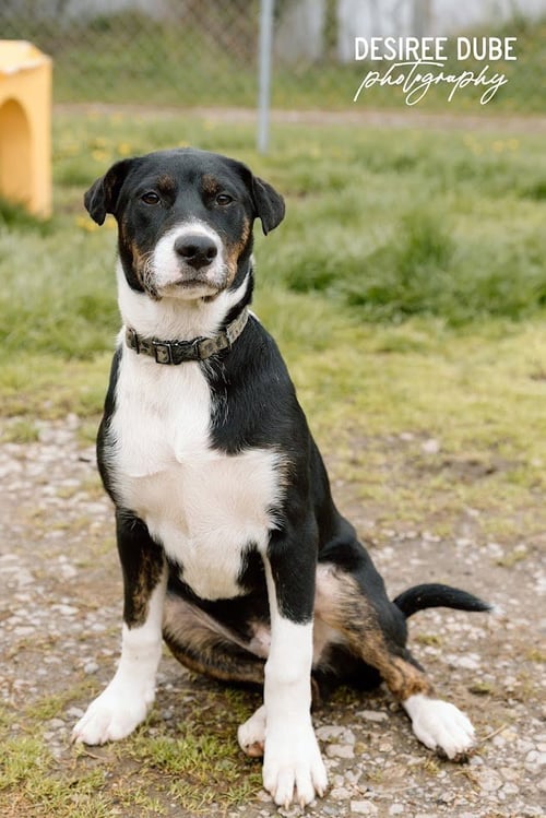 JACOB PUPPY - Australian Shepherd available for adoption