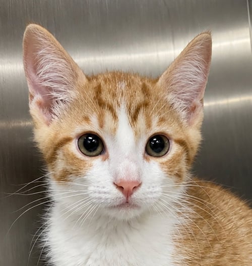 KITTEN TROUSERS - Domestic Short Hair for adoption in Akron