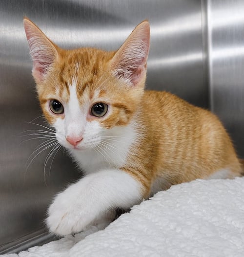 KITTEN TROUSERS - Domestic Short Hair available for adoption