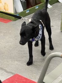 Morning Puppy - Photo 1