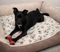 Morning Puppy - Photo 2