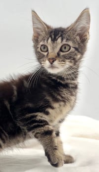 Kitten Nick - Photo 2