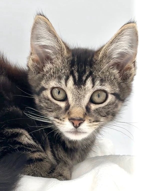 Kitten Nick Image