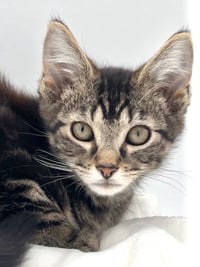 Kitten Nick - Photo 1