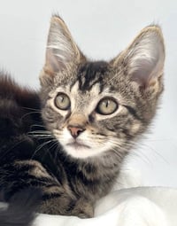 Kitten Nick - Photo 3