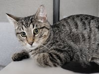 Kitten Dico - Photo 3