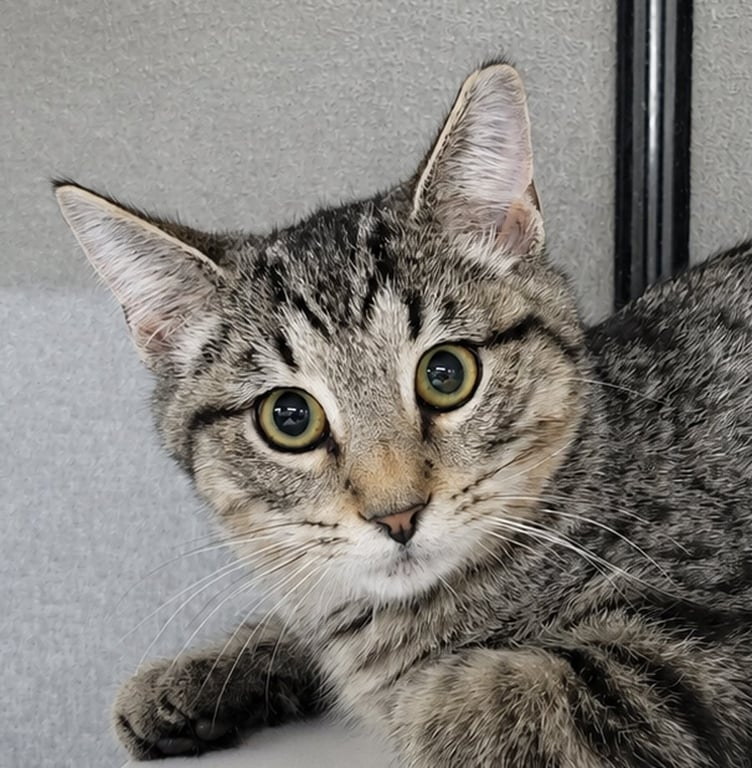 Kitten Dico Image