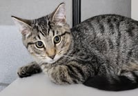 Kitten Dico - Photo 2